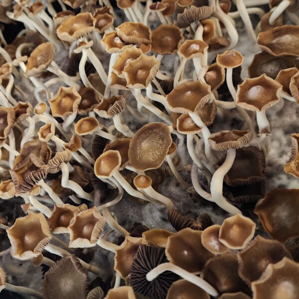 Ps. Subtropicalis - Semperviva Isolated Plate - Image 2