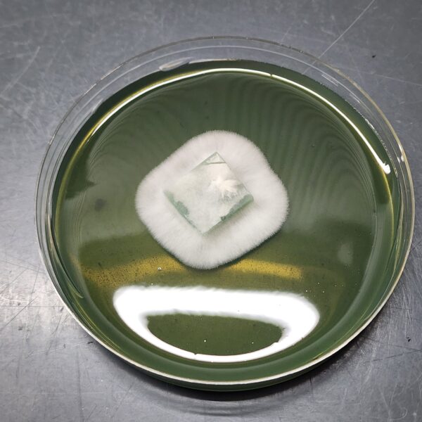 Ps. Subtropicalis - Semperviva Isolated Plate