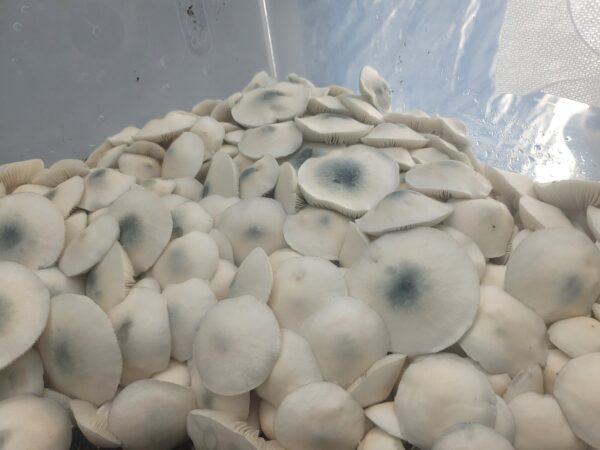 Albino PE6 - Isolated Plate - Image 3
