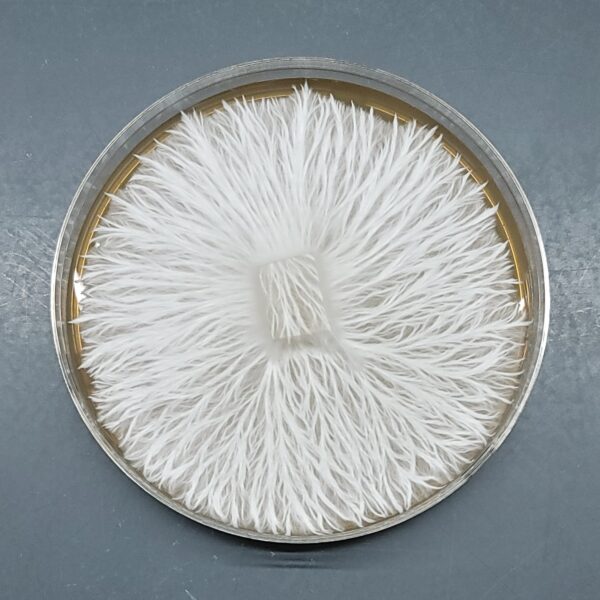 MFH P. Natalensis - Isolated Plate