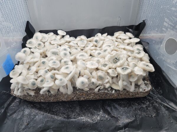 Albino PE6 - Isolated Plate - Image 2