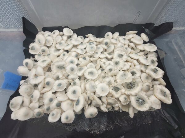 Albino PE6 - Isolated Plate - Image 5