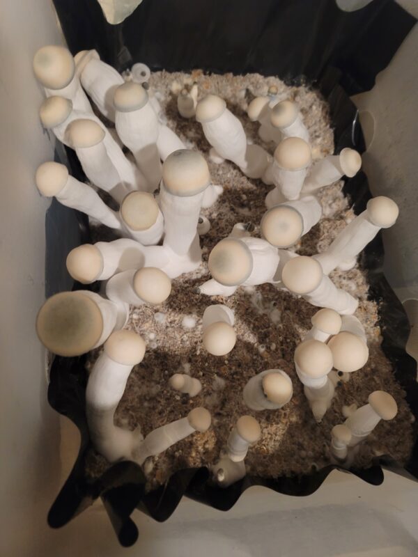 Jack Frost - Isolated Plate - Image 4