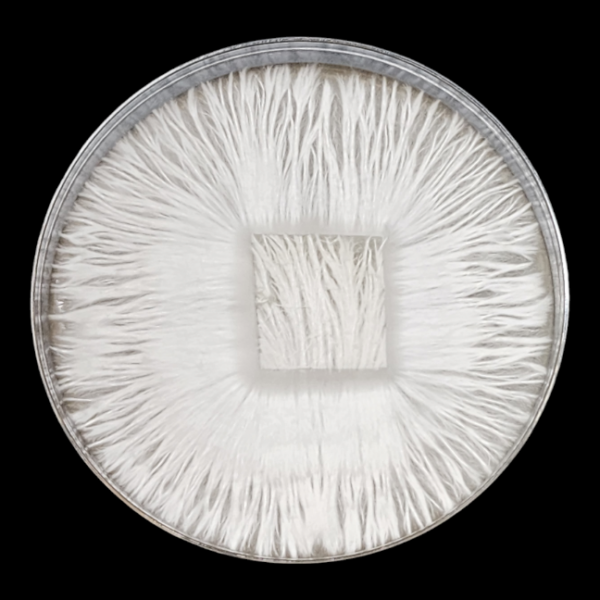 Albino Bluey Vuitton Isolated Plate