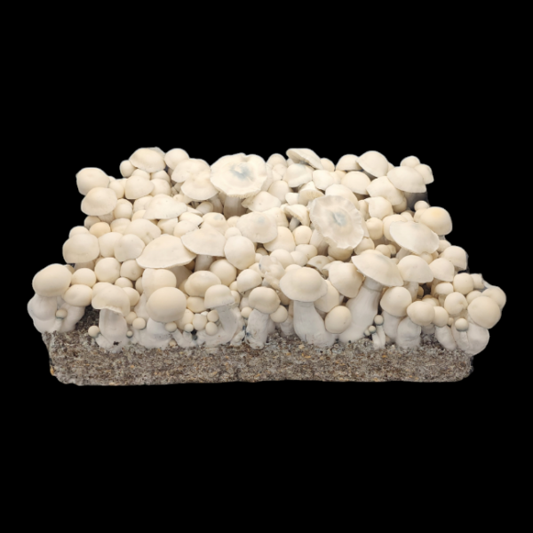 Albino Bluey Vuitton Isolated Plate - Image 2