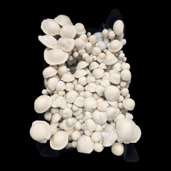 Albino Bluey Vuitton Isolated Plate - Image 4
