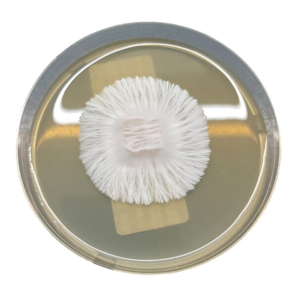 Albino Chodewave - Isolated Plate