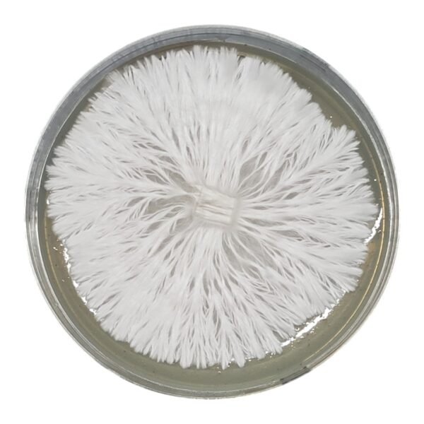 Albino PE6 - Isolated Plate