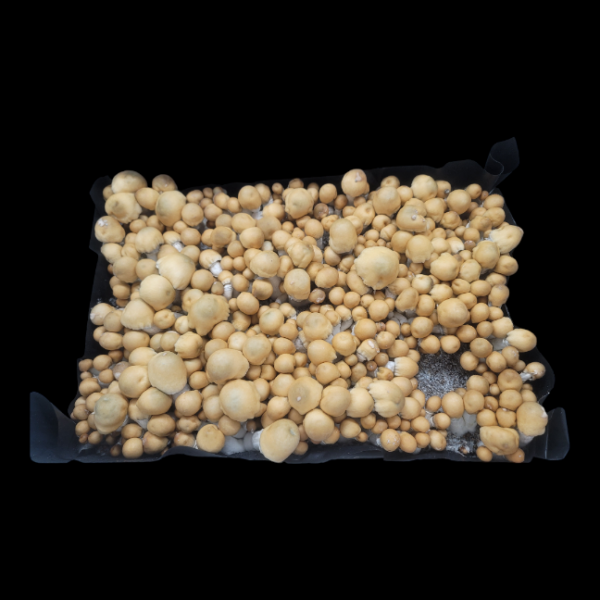 Apehilly Bumpkin - Isolated Plate - Image 3