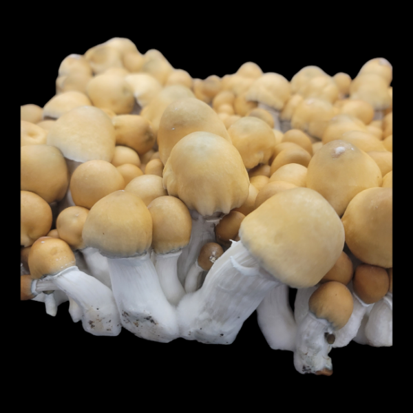 Apehilly Bumpkin - Isolated Plate - Image 4