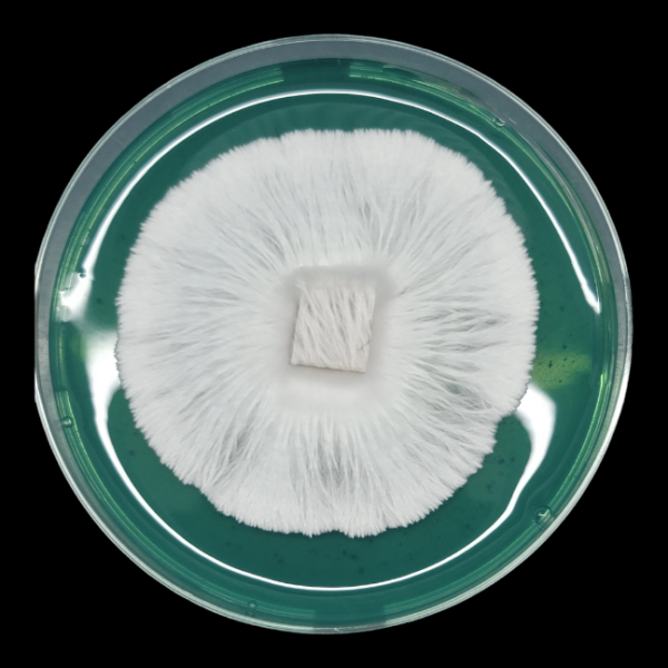 Jack Frost - Isolated Plate