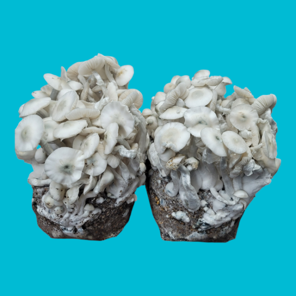 Jack Frost - Isolated Plate - Image 3