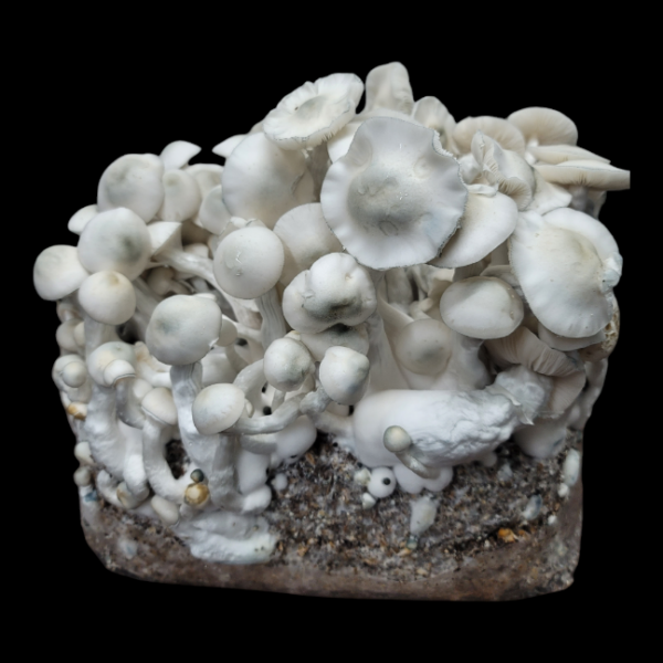 Jack Frost - Isolated Plate - Image 2