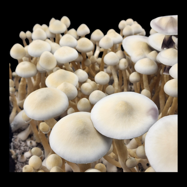 Leucistic A+ - Isolated Plate - Image 2
