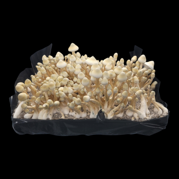 Leucistic A+ - Isolated Plate - Image 4