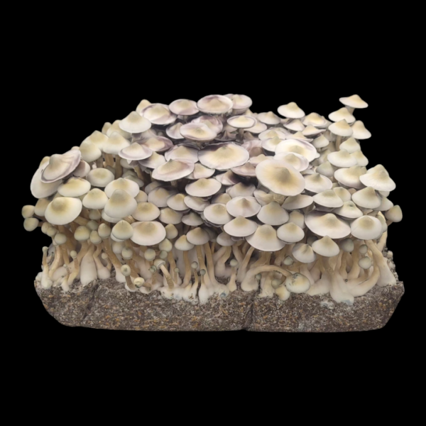 Leucistic A+ - Isolated Plate - Image 3