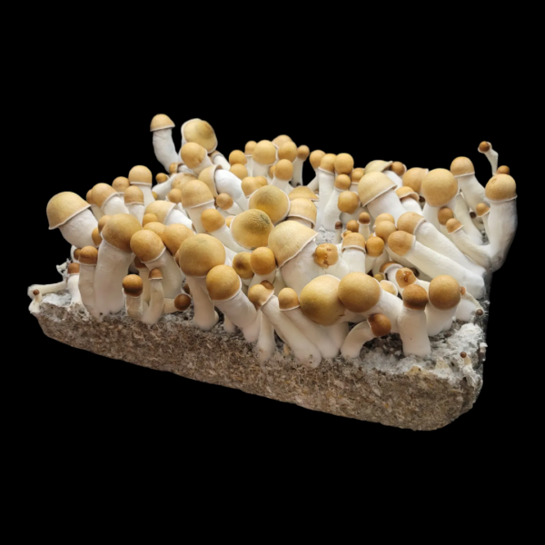 OG Penis Envy - Isolated Plate - Image 2