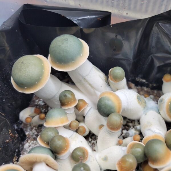 Penis Envy Uncut (PEU) - Isolated Plate - Image 4