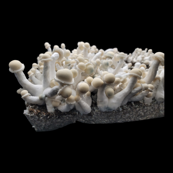 Albino Chodewave - Isolated Plate - Image 4