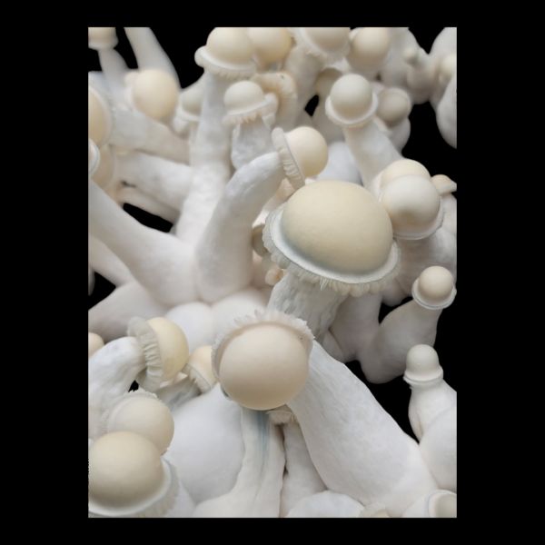 Albino Chodewave - Isolated Plate - Image 2