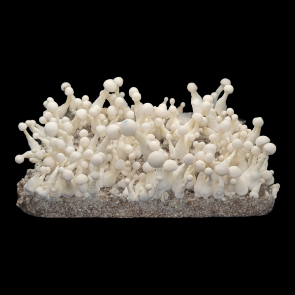 Albino Chodewave - Isolated Plate - Image 3