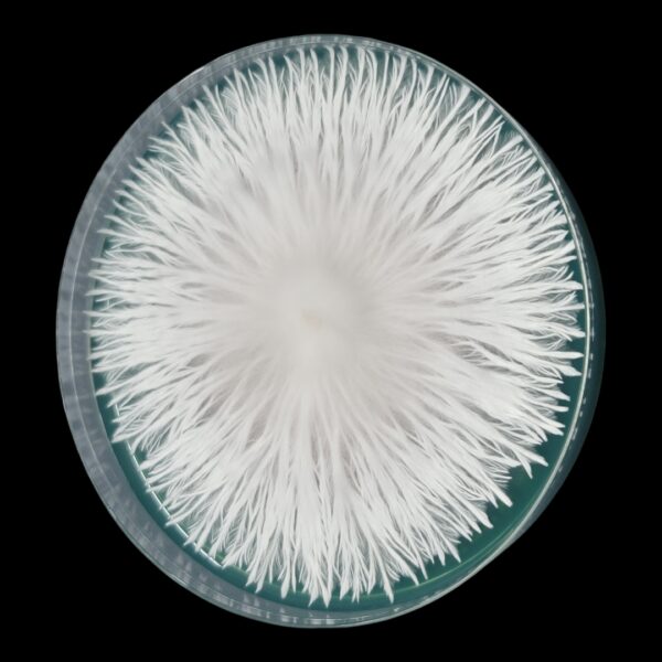 Iceberg - Isolated Plate