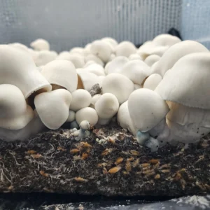 Albino Apehilly Bumpkin Isolated Plate