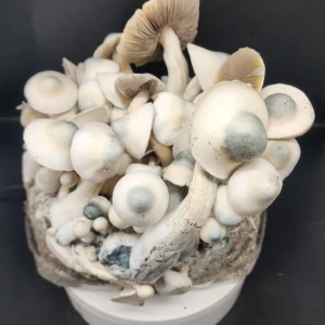 Leucistic Machine Elf Isolated Plate