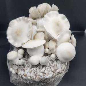 Albino Gorilla